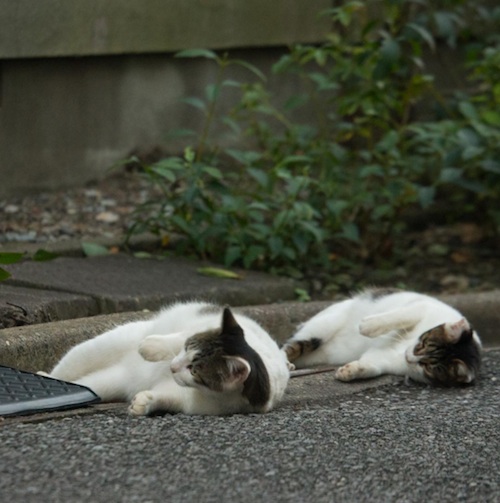 Busanyan Kumpulan Foto Kucing-Kucing Liar di Jepang Tangkapan Fotografer Masayuki Oki 8