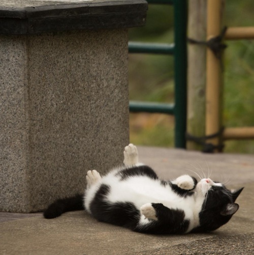 Busanyan Kumpulan Foto Kucing-Kucing Liar di Jepang Tangkapan Fotografer Masayuki Oki 9