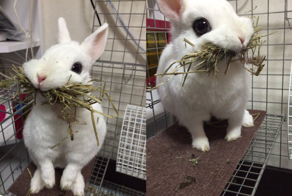 Chou-kawaii! Kelinci mengunyah jerami ini meluluhkan hati para pengguna Twitter di Jepang! (1)
