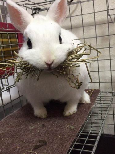 Chou-kawaii! Kelinci mengunyah jerami ini meluluhkan hati para pengguna Twitter di Jepang! (2)