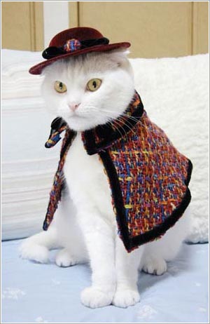 Kawaii! Kucing-kucing Jepang ini tampil seperti model profesional! (2)
