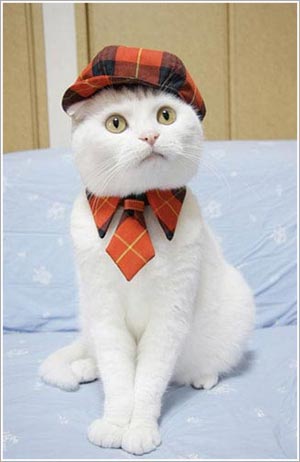 Kawaii! Kucing-kucing Jepang ini tampil seperti model profesional! (3)
