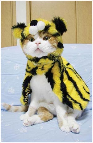 Kawaii! Kucing-kucing Jepang ini tampil seperti model profesional! (4)