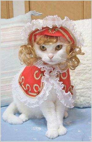 Kawaii! Kucing-kucing Jepang ini tampil seperti model profesional! (5)