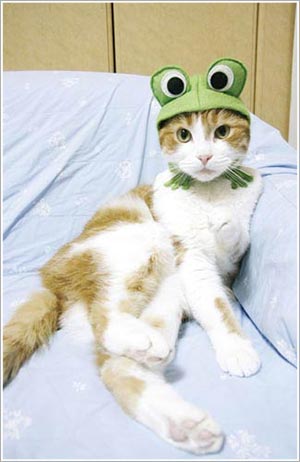 Kawaii! Kucing-kucing Jepang ini tampil seperti model profesional! (6)