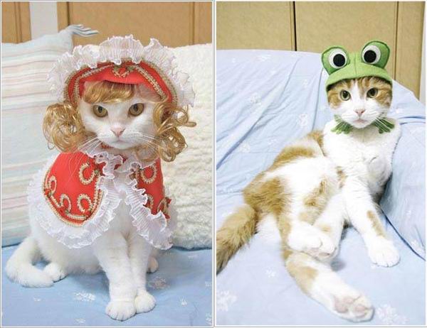 Kawaii Kucing  kucing  Jepang  ini tampil seperti model 