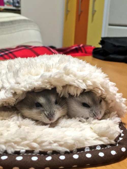 'Kontes' Hewan Peliharaan Terimut di Twitter Dimenangkan Seekor Hamster