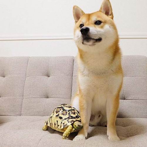 Persahabatan Shiba Inu dan kura-kura dari Jepang ini melelehkan hati semua orang