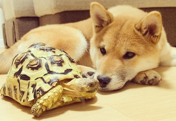 Persahabatan Shiba Inu dan kura-kura dari Jepang ini melelehkan hati semua orang (1)
