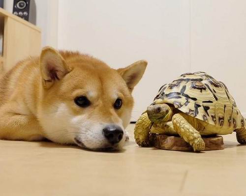 Persahabatan Shiba Inu dan kura-kura dari Jepang ini melelehkan hati semua orang