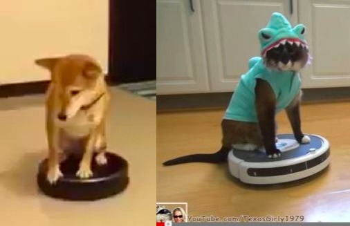 Shiba Inu Max-Arthur Shark Cat Roomba Doge