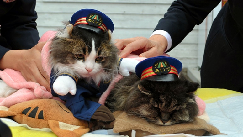 Stasiun kereta di Fukushima 'dikuasai' oleh kucing penjaga stasiun yang imut ini