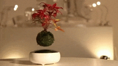 Sugoi! Bonsai magnetik ini melayang di atas potnya! (1)