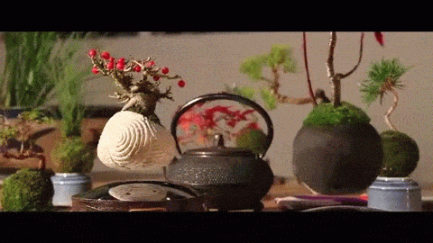 Sugoi! Bonsai magnetik ini melayang di atas potnya! (2)