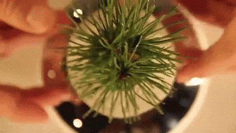 Sugoi! Bonsai magnetik ini melayang di atas potnya! (3)