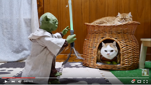The Force Doesn't Awaken: Pertarungan Yoda Dengan Anjing & Kucing-Kucing Munchkin
