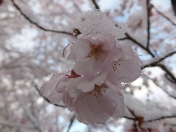 Sakura Mekar di Musim Salju, Fenomena Alam Unik dari Nagano