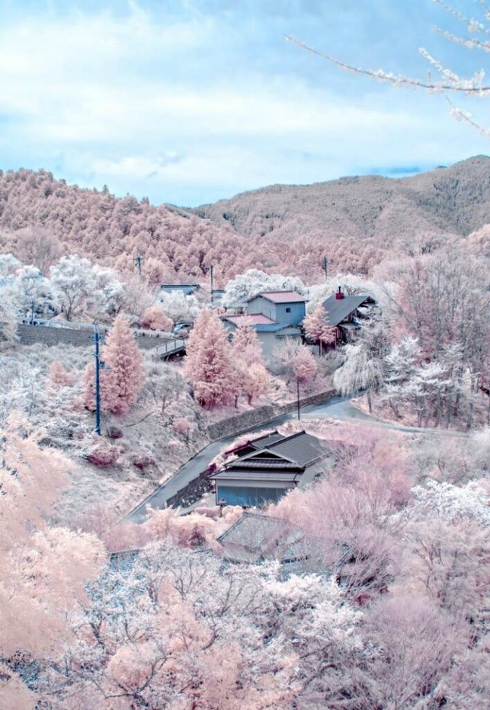 Sakura Mekar di Musim Salju, Fenomena Alam Unik dari Nagano