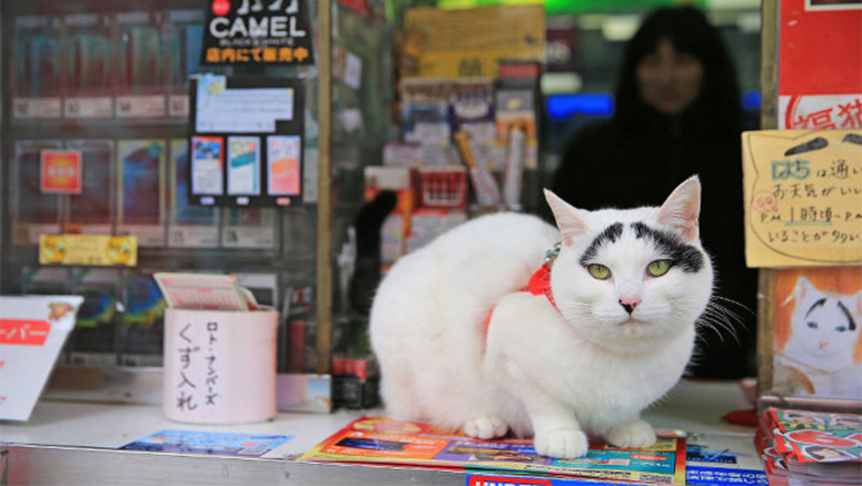 Kucing dengan alis keberuntungan dari Jepang ini menarik pelanggan ke tokonya