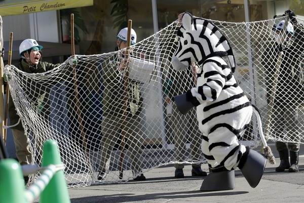 Latihan menangkap zebra yang kabur dari kebun binatang Jepang ini mengundang senyum (2)