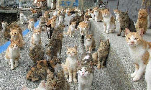 Pulau kucing di Jepang kekurangan makanan, bantuan pun (banyak) berdatangan