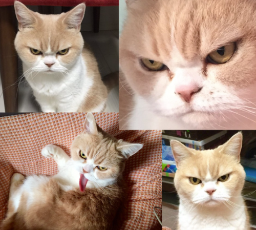 Kawaii! Kucing berwajah sedang marah dari Jepang ini juga bisa terlihat imut lho!