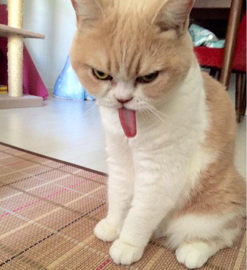 Kawaii! Kucing berwajah sedang marah dari Jepang ini juga bisa terlihat imut lho!