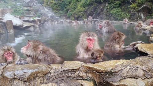 10 Tempat unik di Jepang yang wajib dikunjungi!