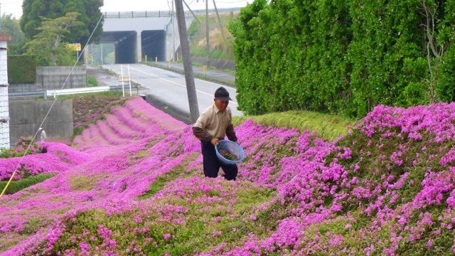 Ladang Bunga di Jepang Jadi Bukti Cinta Seorang Suami Untuk Istrinya Yang Buta