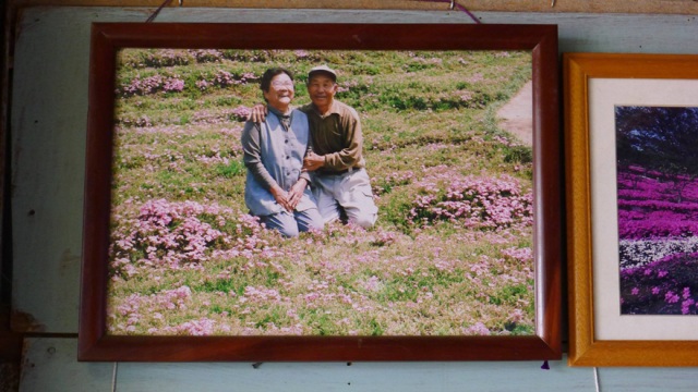 Ladang Bunga di Jepang Jadi Bukti Cinta Seorang Suami Untuk Istrinya Yang Buta