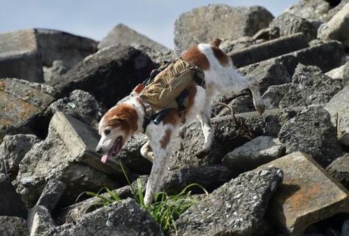 Anjing dari Jepang gunakan teknologi canggih untuk misi penyelamatan bencana