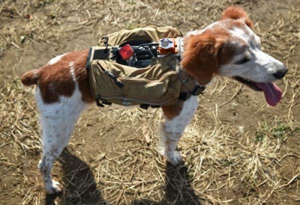 Anjing dari Jepang gunakan teknologi canggih untuk misi penyelamatan bencana