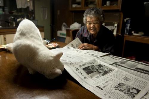 Fukumaru, Kucing Setia Dari Jepang Kini Telah Tiada (8)