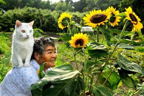 Fukumaru, Kucing Setia Dari Jepang Kini Telah Tiada (9)