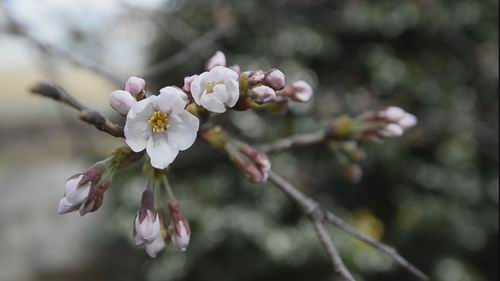Fukuoka & Nagoya, Tempat Pertama Mekarnya Bunga Sakura Tahun Ini di Jepang