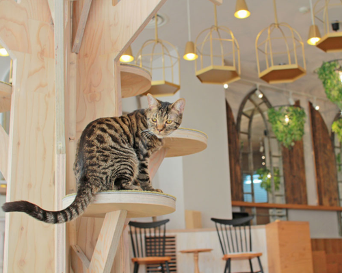 Kafe Kucing Mewah di Harajuku ini Manjakan Kucing & Pengunjungnya-cafe-harajuku (3)