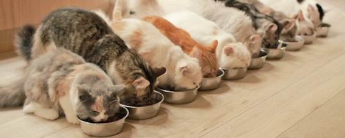 Kafe Kucing Mewah di Harajuku ini Manjakan Kucing & Pengunjungnya-cafe-harajuku (5)