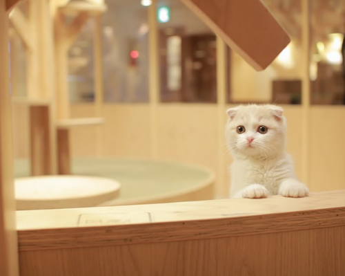 Kafe Kucing Mewah di Harajuku ini Manjakan Kucing & Pengunjungnya-ikebukuro (7)