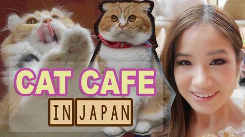 Kafe kucing di Jepang harus memiliki izin untuk tetap buka setelah jam 8 malam