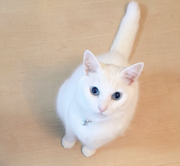 Kucing Putih Menyerbu Internet untuk Merayakan White Day