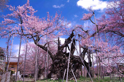 3 Pohon Sakura Raksasa Yang Paling Dihormati di Jepang