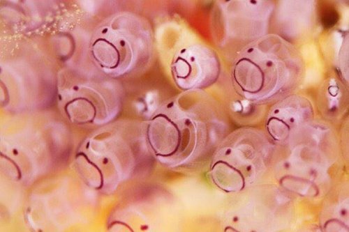 Sea Squirt, Hewan Berwajah Menggemaskan Dari Dasar Laut Jepang