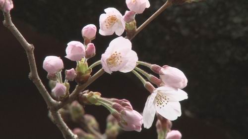 Tokyo Sambut Musim Semi Dengan Mekarnya Bunga Sakura