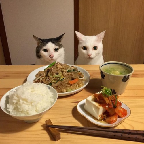 Kawaii! Sepasang kucing Jepang ini ikut makan malam bersama tuannya!