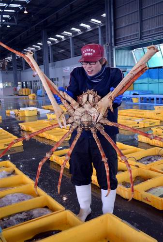 Wow! Kepiting Raksasa Jepang Berhasil Ditangkap Nelayan!