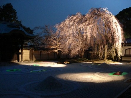 10 Tempat Terbaik Di Jepang Untuk Melihat Sakura di Malam Hari