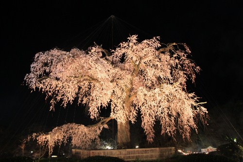 10 Tempat Terbaik Di Jepang Untuk Melihat Sakura di Malam Hari