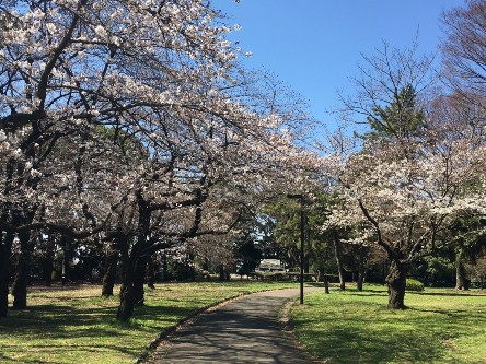 3 Fakta Unik Tentang Perkembangbiakan Bunga Sakura
