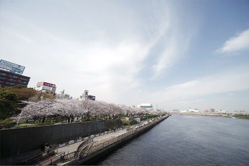 5 Tempat Alternatif Melihat Sakura di Tokyo 1