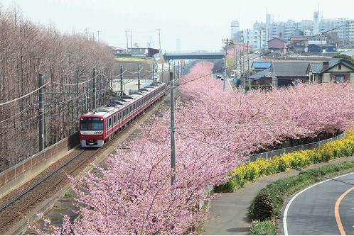 5 Tempat Alternatif Melihat Sakura di Tokyo 2